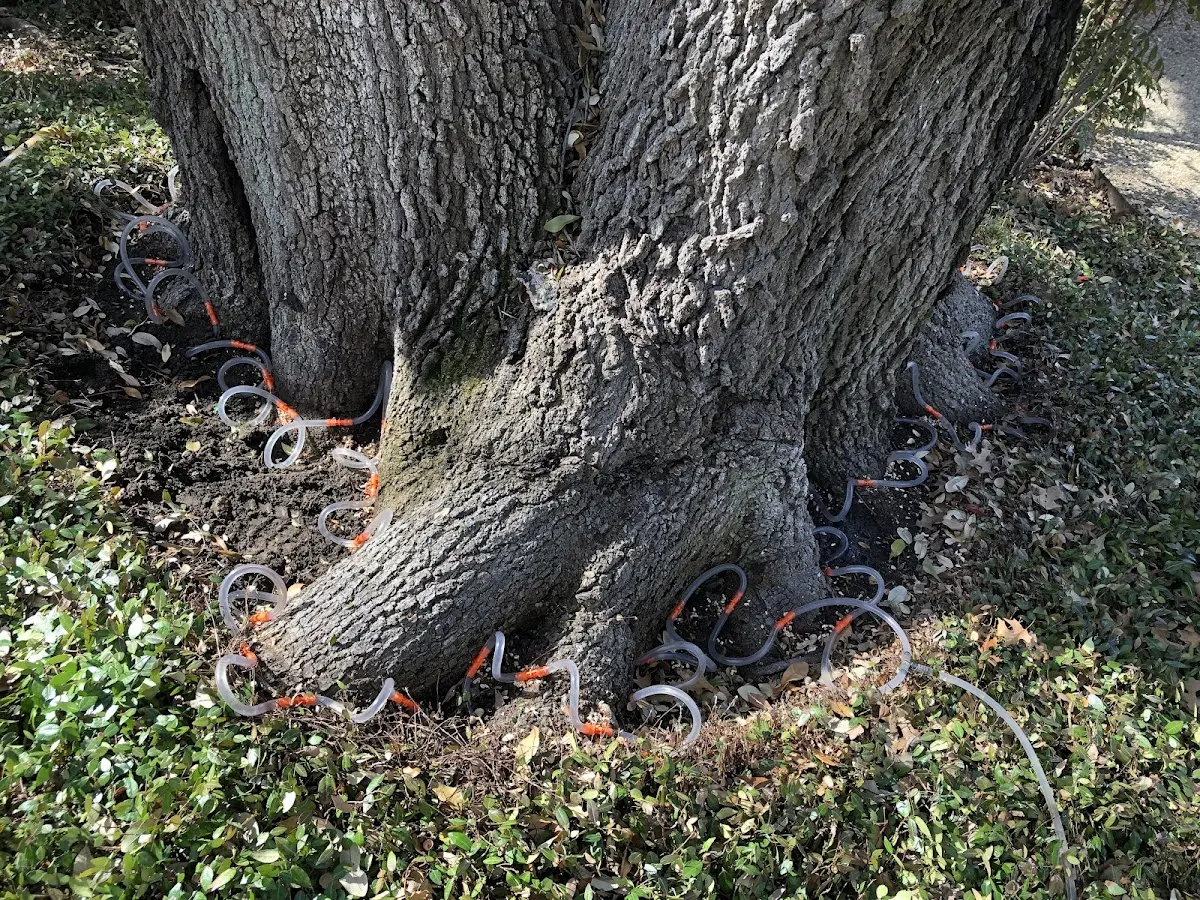 Detailed Tree Cabling and Bracing job site in Weld